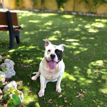 Cane -  Mixed Breed Dog for Adoption in Port Charlotte, Florida - Cane | PetCurious