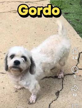 Gordo -  Shih Tzu Dog for Adoption in Thibodaux, Louisiana - Gordo | PetCurious