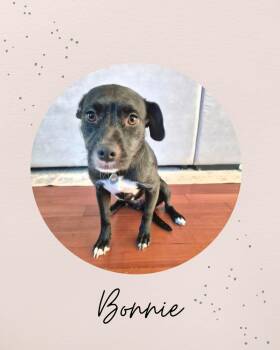 BONNIE -  Terrier Dog for Adoption in Coquitlam, British Columbia - BONNIE | PetCurious