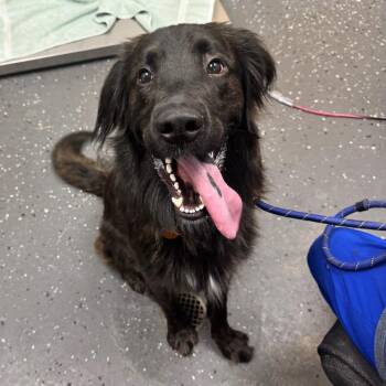 Shadow -  Mixed Breed Dog for Adoption in Columbiana, Alabama - Shadow | PetCurious