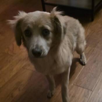 Mixed Breed Dogs Available for Adoption - June | PetCurious