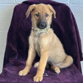 Savannah -  Shepherd Dog for Adoption in Red Bluff, California - Savannah | PetCurious