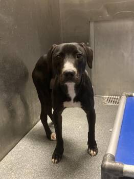 Rescue Mixed Breed Dogs for Adoption in Dallas, Texas - LILY | PetCurious