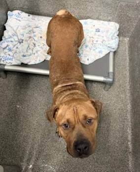 Mixed Breed Dogs Available for Adoption in West Chester, Pennsylvania - Donald Pinkbeard | PetCurious