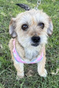 Norfolk Terrier Dogs Available for Adoption in Bell Gardens, California - SALLY | PetCurious