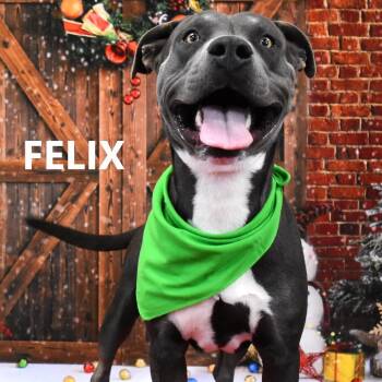 Pit Bull Terrier Dogs Available for Adoption - Felix | PetCurious