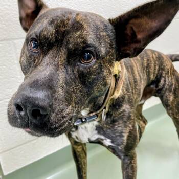 "Sampson" -  American Staffordshire Terrier and Dutch Shepherd Dog for Adoption in Lyndhurst, Virginia - "Sampson" | PetCurious