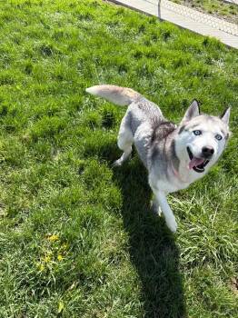 Husky Dogs Available for Adoption in Pierceton, Indiana - Luna | PetCurious