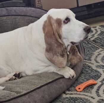Buzz -  Basset Hound Dog for Adoption in Petaluma, California - Buzz | PetCurious