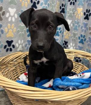Labrador Retriever and Mixed Breed Dogs Available for Adoption in Rosenberg, Texas - KATSU | PetCurious