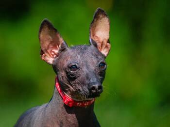Pinky -  Xoloitzcuintli Mexican Hairless Dog for Adoption in Pointe-fortune, Quebec - Pinky | PetCurious