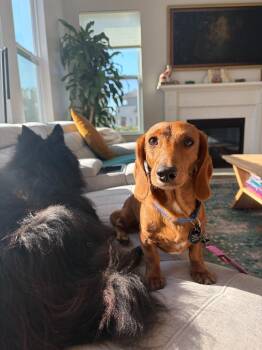Speck -  Dachshund Dog for Adoption - Speck | PetCurious