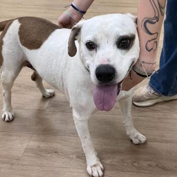 SVAS-Stray-39328 -  Hound and Beagle Dog for Adoption in Lyndhurst, Virginia - SVAS-Stray-39328 | PetCurious
