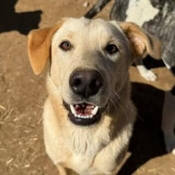Yellow Labrador Retriever Dogs Available for Adoption - Chevy | PetCurious