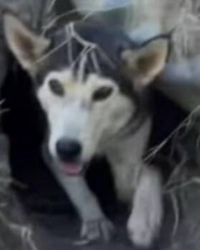 Rescue Siberian Husky and German Shepherd Dog Dogs for Adoption in York, Pennsylvania - Matilda | PetCurious