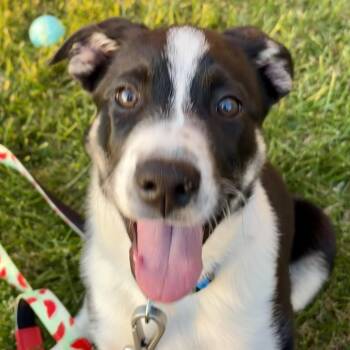 Shepherd Dogs Available for Adoption in Lee