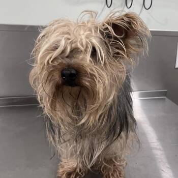 Yorkshire Terrier Dogs Available for Adoption in Washburn, Missouri - Ted-e | PetCurious