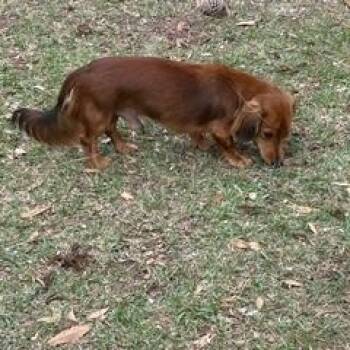 Dachshund Dogs Available for Adoption - Thor | PetCurious