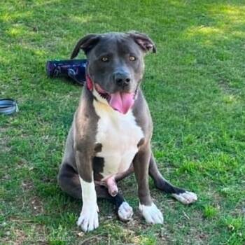 Pit Bull Terrier Dogs Available for Adoption in Las Vegas, Nevada - PITTSBURGH | PetCurious
