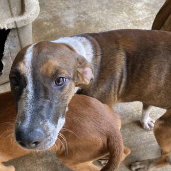 Rescue Hound Dogs for Adoption in Parrish, Alabama - Leena | PetCurious