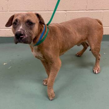 Rescue Mixed Breed Dogs for Adoption in Memphis, Tennessee - Kovu | PetCurious