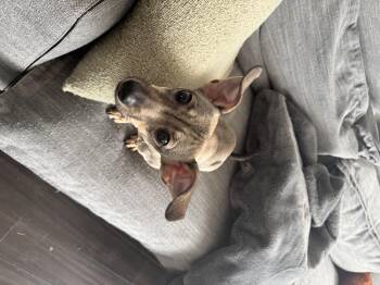 Chihuahua Dogs Available for Adoption - Mija | PetCurious