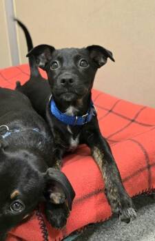 Begonia -  Shepherd and Australian Cattle Dog Blue Heeler Dog for Adoption in Bellevue, Washington - Begonia | PetCurious