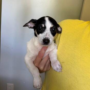 Female 2 -  Rat Terrier and Chihuahua Dog for Adoption in Hohenwald, Tennessee - Female 2 | PetCurious