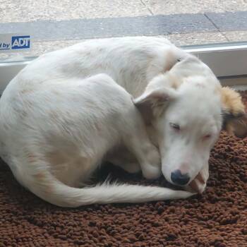 Jadis -  Great Pyrenees and Shetland Sheepdog Sheltie Dog for Adoption in Ferndale, Michigan - Jadis | PetCurious