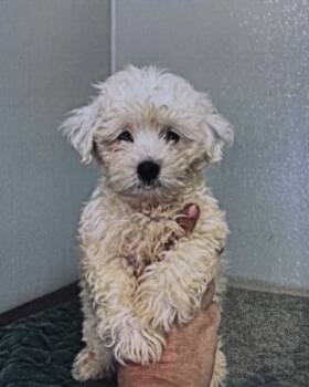 Rescue Coton De Tulear Dogs for Adoption in Fort Madison, Iowa - Ollie | PetCurious