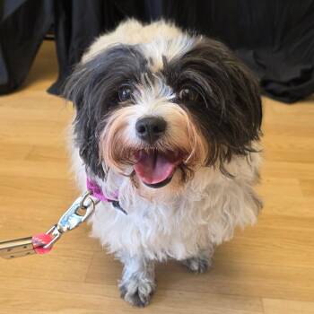 Sally -  Tibetan Terrier Dog for Adoption in Great Falls, Montana - Sally | PetCurious