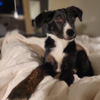 Border Collie and Shepherd Dogs Available for Adoption - Maximilian  | PetCurious