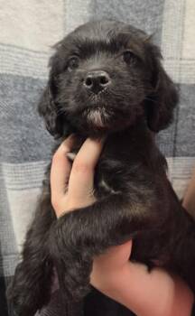 Ash -  Cavalier King Charles Spaniel and Pug Dog for Adoption in Malvern, Pennsylvania - Ash | PetCurious