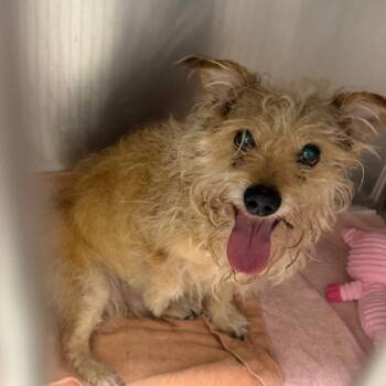 Cody -  Cairn Terrier and Mixed Breed Dog for Adoption in Chicago, Illinois - Cody | PetCurious