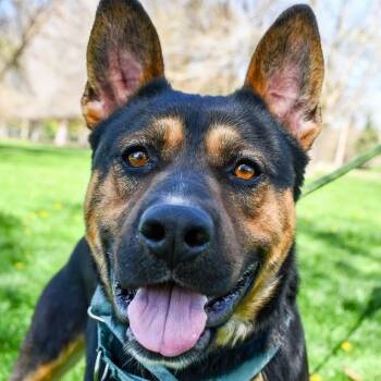 Hamilton -  Mixed Breed Dog for Adoption in Spokane, Washington - Hamilton | PetCurious