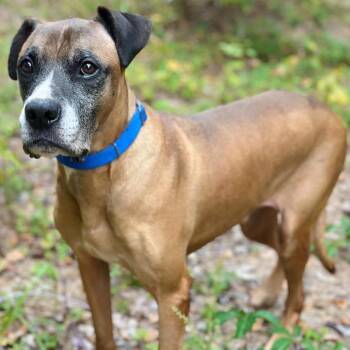 Vega -  Boxer Dog for Adoption in Zuni, Virginia - Vega | PetCurious