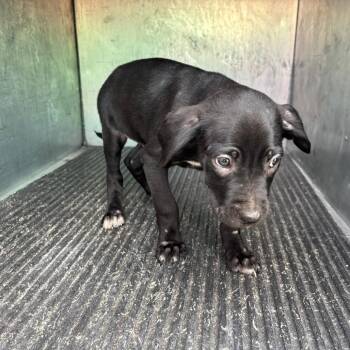 Mixed Breed Dogs Available for Adoption - Knucklehead | PetCurious