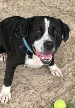 Jameson -  American Staffordshire Terrier and Basset Hound Dog for Adoption in Manning, South Carolina - Jameson | PetCurious
