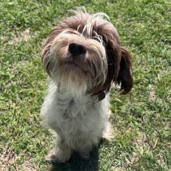Havanese Dogs Available for Adoption - Butters Leopold | PetCurious