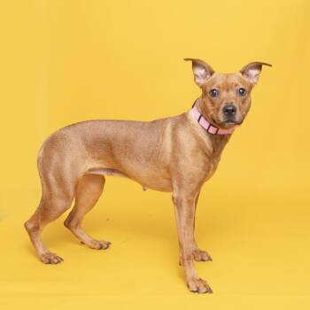 Koby -  Mixed Breed Dog for Adoption in Franklin, Tennessee - Koby | PetCurious