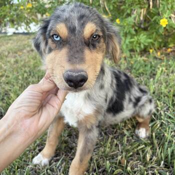 Behr -  Australian Shepherd Dog for Adoption in Harlingen, Texas - Behr | PetCurious