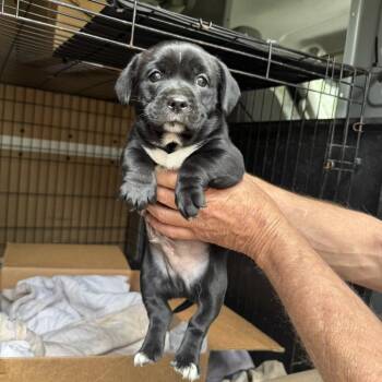 Mixed Breed Dogs Available for Adoption in Peachtree City, Georgia - Amos | PetCurious