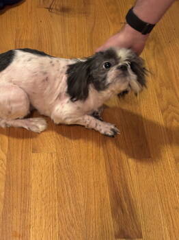 Rescue Shih Tzu Dogs for Adoption in Columbia, Tennessee - Moe | PetCurious