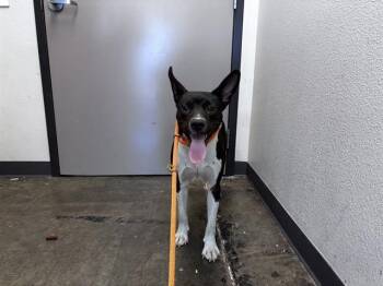 MIA -  Australian Kelpie and Mixed Breed Dog for Adoption in Ontario, California - MIA | PetCurious