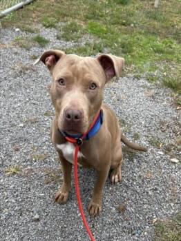 Rescue Pit Bull Terrier Dogs for Adoption in Hagerstown, Maryland - LADY | PetCurious