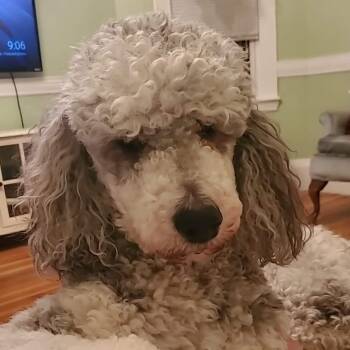 Finnegan-Courtesy Posting -  Standard Poodle Dog for Adoption in Somerville, Massachusetts - Finnegan-Courtesy Posting | PetCurious