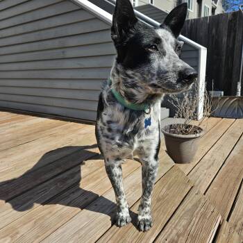 Australian Cattle Dog Blue Heeler and Mixed Breed Dogs Available for Adoption in Minneapolis, Minnesota - Rex | PetCurious