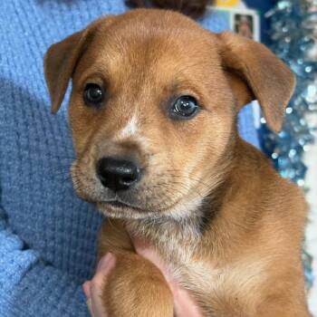 Cattle Dog and Shepherd Dogs Available for Adoption - Trixie | PetCurious