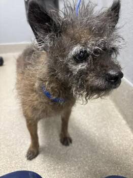 RAGGEDY ANN -  Terrier and Mixed Breed Dog for Adoption in Las Vegas, Nevada - RAGGEDY ANN | PetCurious