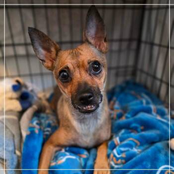 Dorothy -  Chihuahua and None Dog for Adoption in Chandler, Arizona - Dorothy | PetCurious